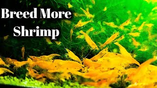 MAXIMUM Shrimp Breeding  Feed Like This [upl. by Anaert]