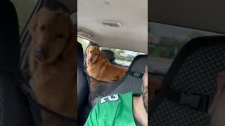 My dog loves cruising in the truck [upl. by Chas]