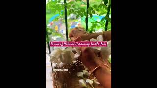 Sangu pushpam 💮White Aparajita Butterfly pea glory in the balcony with KITCHEN WASTE by MsJuhi [upl. by Kirbie]