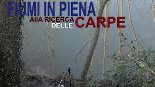 CARP FISHING 2022 CON FIUMI IN PIENA ALLA RICERCA DELLE CARPE  MAIS FAVETTE [upl. by Airekahs91]