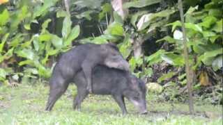 Pecari mating Madidi National Park Bolivia [upl. by Eeznyl723]