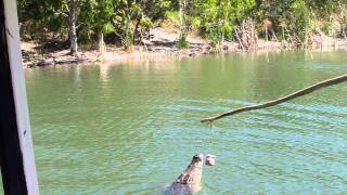 Hartleys crocodiles Feeding crocodiles Cairns Australia [upl. by Atterg501]