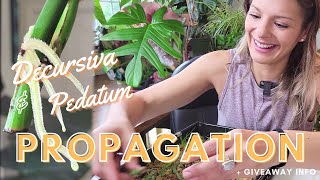 Decursiva amp Pedatum Propagation Checks  House Plant Giveaway Info [upl. by Adnaw]