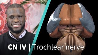 Anatomy Dissected Cranial Nerve IV trochlear nerve [upl. by Ettevahs384]