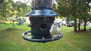 White Breasted Nuthatches [upl. by Yslehc]