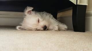 Nellie the westie puppy first 6 months [upl. by Gettings]