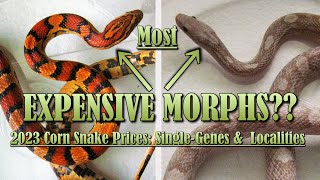 2023 CORN SNAKE PRICES Single Morphs [upl. by Minsk]