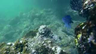 Mexico 2014 I Snorkeling Yelapa amp Surfing Sayulita [upl. by Standing857]