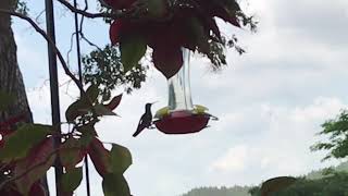 RufousTailed Hummingbird Panama [upl. by Calv]