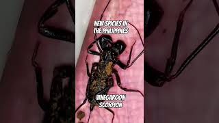 Vinegaroon damang spidersoftheworld spiderseason insectsgagamba [upl. by Nimref]