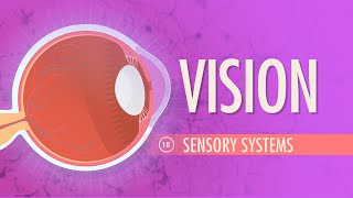 Biology for engineers VTU Architecture of eye Architecture of rod and cone cells [upl. by Alaric]