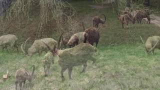 Steinbockkolonie zu Besuch in Pontresina [upl. by Sclater]