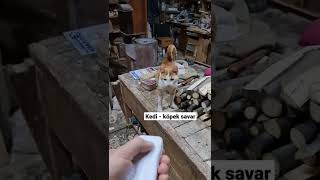 kedi ve köpek savar testi [upl. by Halyak987]