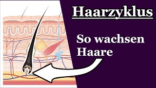 Wie wachsen Haare  Haarzyklus [upl. by Hijoung]