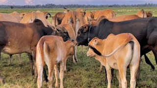 Cute and cute tame calf Play together in the grasscow field happy happy cow 🐄 [upl. by Asirralc]