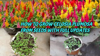 HOW TO GROW CELOSIA PLUMOSA FROM SEEDS WITH FULL UPDATES [upl. by Hetty]