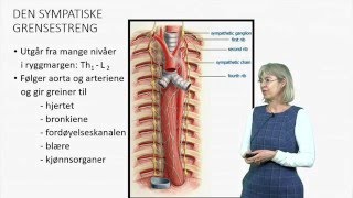 Det autonome nervesystemet Anatomi [upl. by Yruy773]