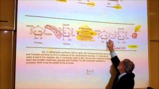 BIOLOGICAL CHEMISTRISTY PART 1 MONOSACCHARIDES amp DISACCHARIDES by Professor Fink [upl. by Ariom206]