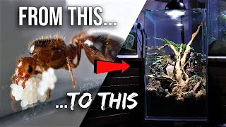 How to Raise an Ant Colony 101  The Ultimate Guide to Keeping Pet Ants [upl. by Vincents843]