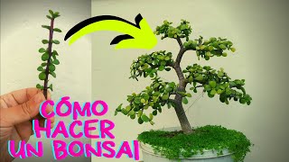 Cómo hacer un bonsai  Bonsai de Portulacaria Afra [upl. by Nimocks]