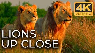 Lions Fight for Territory  Roar of the Wild Ep 2  4K UHD Documentary [upl. by Raamaj]