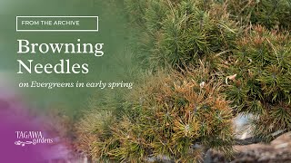 Browning Needles on Evergreens in Early Spring [upl. by Erdnoed148]