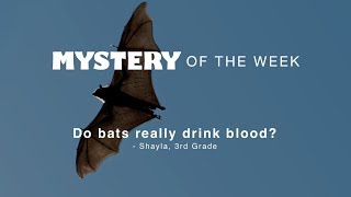 Do bats really drink blood [upl. by Kirtley]