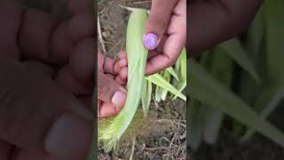 baby corn pilled off  satisfying voice green vegetables farming [upl. by Kcirdor668]