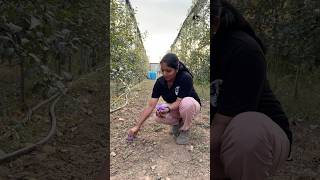 Saffron plantation in Kashmir puthettutravelvlog jelajaratheesh saffron kashmir india travel [upl. by Grider]