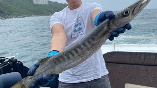 Barracuda caught in Hong Kong 香港釣魚海狼 [upl. by Haskell207]