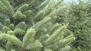 Fraser Fir Christmas Tree Farm  North Carolina  Cardinal Tree Farm [upl. by Converse]