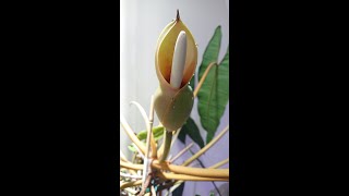 Filodendron Billietiae kwitnie Philodendron Billietiae is flowering [upl. by Debbra879]