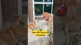 🐕Tobo और Tommy की Friendship  mini wood toy  woodworking art skills  hand crafts shorts [upl. by Radnaxela984]