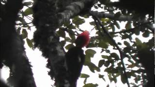 Helmeted Woodpecker  Picapaudecaracanela  Dryocopus galeatus [upl. by Sawyer306]