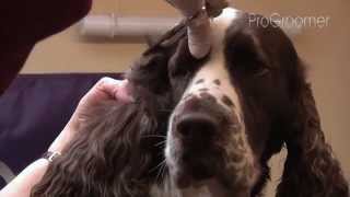 Grooming Guide  English Springer Spaniel  ShowCompetition  Pro Groomer [upl. by Anilocin544]