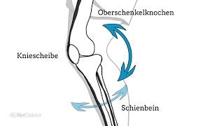 So funktioniert unser Kniegelenk  NetDoktorde [upl. by Chenee]