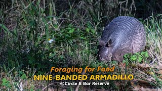 Nine Banded Armadillo Foraging [upl. by Gavrah570]