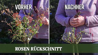 Rosen Rückschnitt  Wie und Wann beschneidet man Strauch und Stammrosen richtig [upl. by Yleoj]