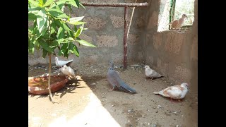 PigeonRND Hybrid Male Courtship with Doves [upl. by Chiarra]