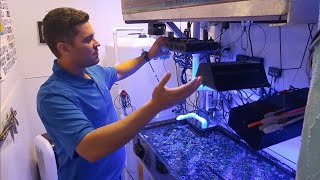 Zoanthid Care In Depth WalkThrough of Joshporksandwhich Zoas System [upl. by Oshinski]