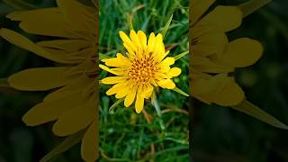 Si quieres ver esta planta vas a tener que madrugar mucho 🐐 La barba de cabra 🐐 Tragopogon pratensis [upl. by Cirri]