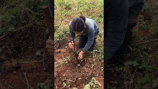 Harvesting Dioscorea alata countrysidelife [upl. by Alegna]