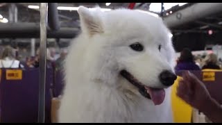 The Smiling Samoyed [upl. by Akirdnas663]