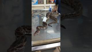 ദിവസങ്ങളോളം വലയിൽ കുരുങ്ങി കിടന്ന പാമ്പ് 🐍 Medical care for injured python urbansnakelife sarpa [upl. by Eedyak678]