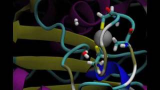 Molecular dynamics of a protein with cysteine coordinated Zn [upl. by Sofko]