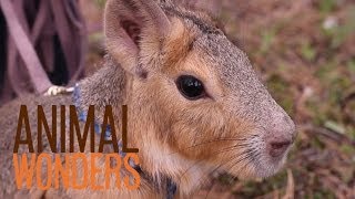 Chili Pepper the Patagonian Cavy [upl. by Fattal562]