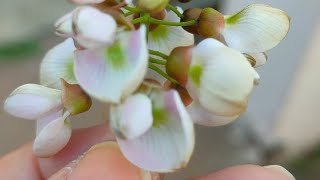 Pongame oiltree🌳 lndian beech tree Millettia pinnata  KaranjaMalapari  Kharodi Malad W Mumbai [upl. by Kcirtap]