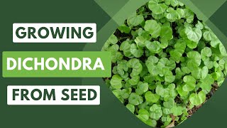 Transform Your Garden Growing Dichondra from Seed [upl. by Etnovahs]