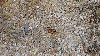 Pearl Crescent Butterfly [upl. by Lazar]