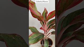 Top 5🪴🌺 Colorful Plantsplants indoorplants gardening plant lily [upl. by Claus]